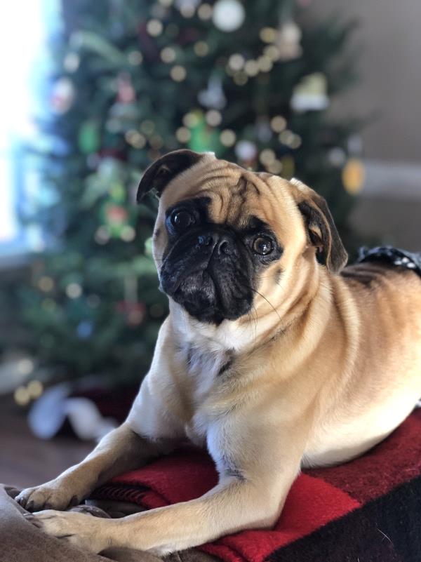 /images/uploads/pug nation rescue of los angeles/pugnation2020/entries/11803thumb.jpg